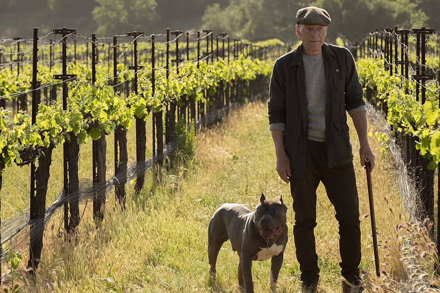 Patrick Stewart retorna como capitao na serie Star Trek Picard